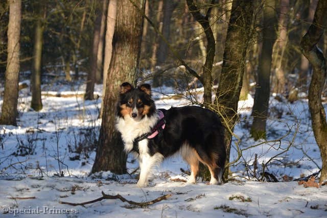 Eevee in een Winter Wonderland